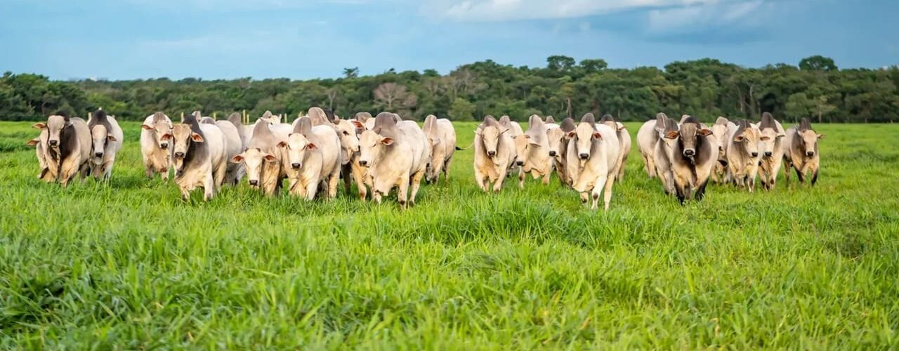 Bovinos de corte em uma pastagem