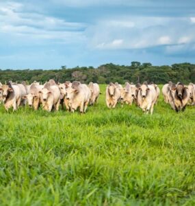 Bovinos de corte em uma pastagem