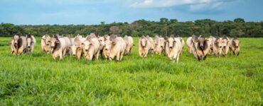 Bovinos de corte em uma pastagem
