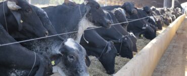 Vacas leiteiras se alimentando em um cocho