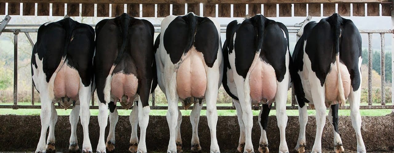 Fazenda de leite sem lucro? Veja como reverter esse cenário