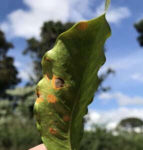 Folha de cafeeiro com doença causada por um fungo