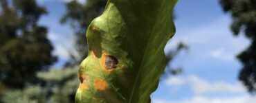 Folha de cafeeiro com doença causada por um fungo