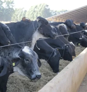 Vacas leiteiras se alimentando em um cocho