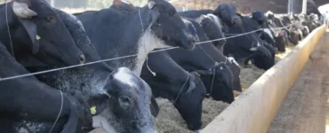 Vacas leiteiras se alimentando em um cocho