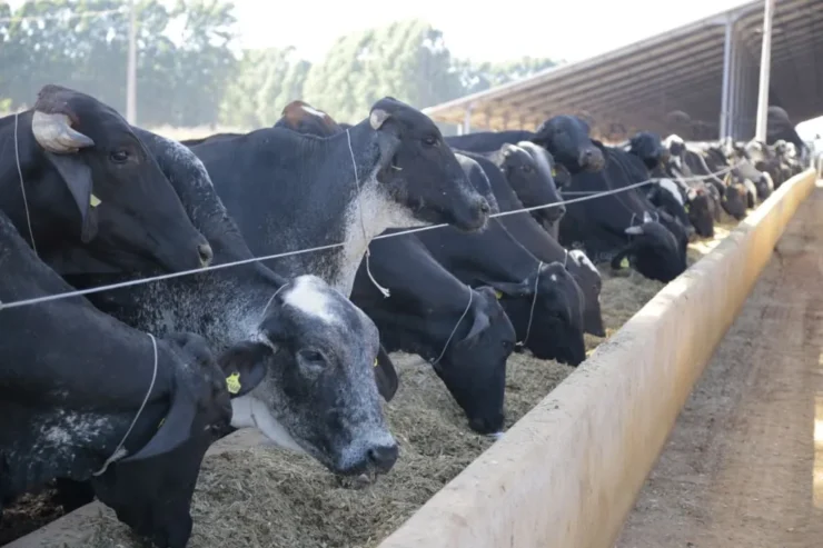 Vacas leiteiras se alimentando em um cocho