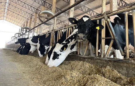 Vacas leiteiras no cocho