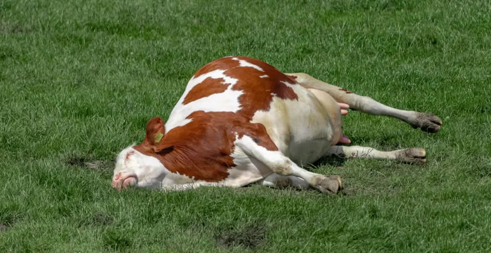 Vaca caída com hipocalcemia clínica
