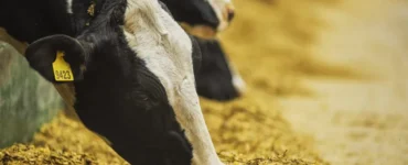 Vacas leiteiras se alimentando