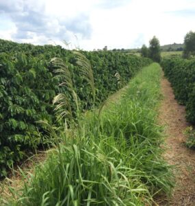 Plantas daninhas em meio a lavoura de café