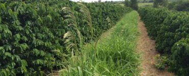 Plantas daninhas em meio a lavoura de café
