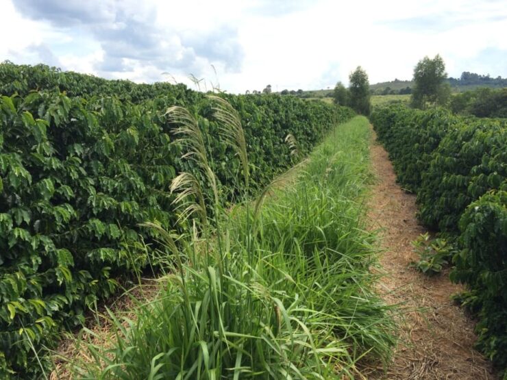 Plantas daninhas em meio a lavoura de café