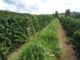 Plantas daninhas em meio a lavoura de café