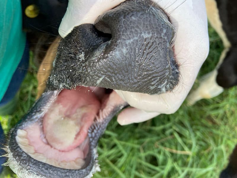 Sinais clínicos de actinobacilose