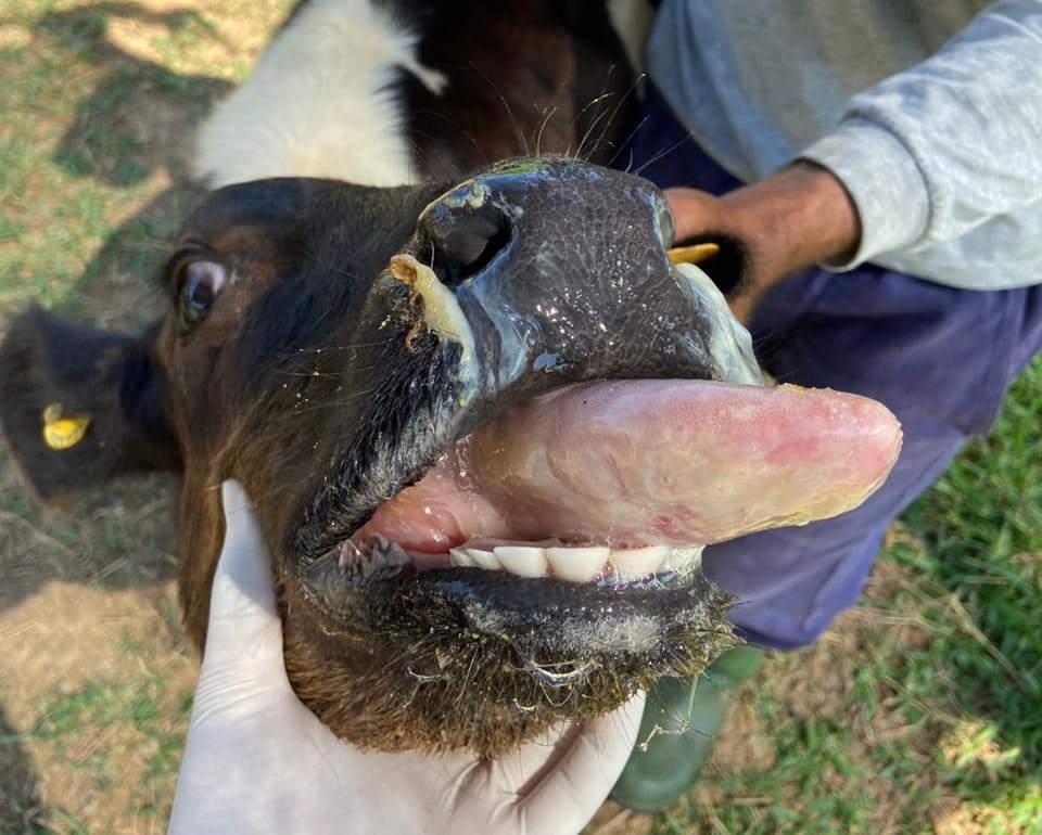 Quadro clínico típico de actinobacilose em bovinos