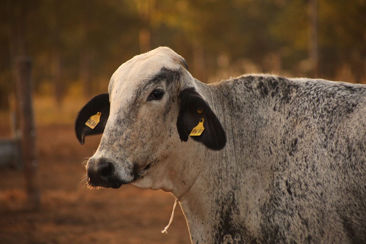 Actinobacilose em bovinos: como ela impacta na produção do rebanho leiteiro?