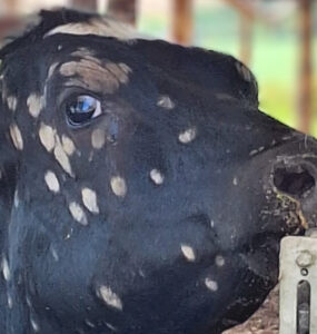 Bezerra leiteira com dermatofitose