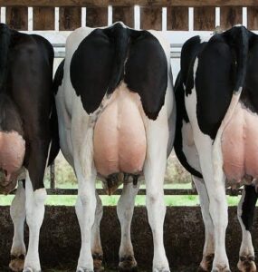 Vacas leiteiras vistas de costas