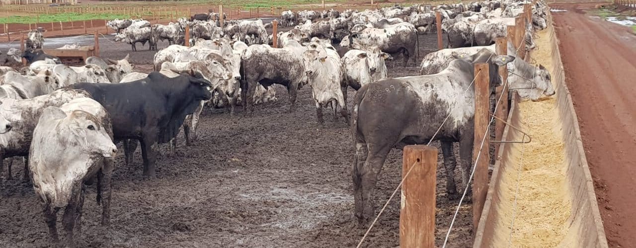 Lama no confinamento: como lidar e os principais impactos na pecuária de corte