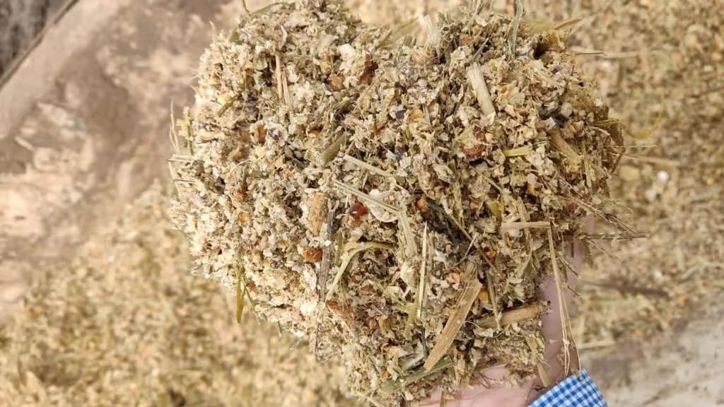 Silagem de grãos para gado de corte: guia completo com os principais tipos