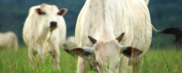 Gado de corte em uma pastagem verde no período das águas