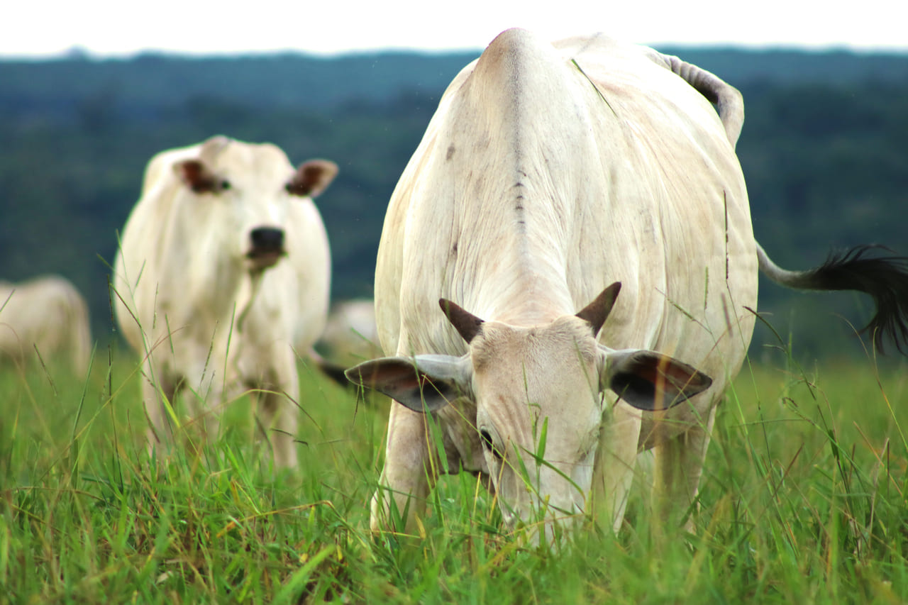 Suplementação no período das águas: estratégias para maximizar o desempenho do rebanho