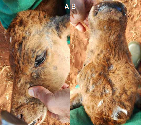 Lesões de dermatofilose em bezerras