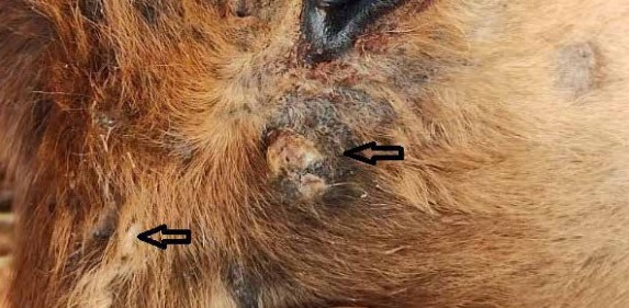 Lesões de dermatofilose