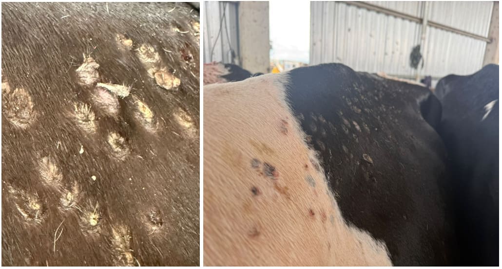 Lesões de dermatofilose em bovinos leiteiros