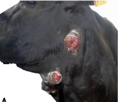 Vaca com lesões na mandíbula, causadas pela actinobacilose