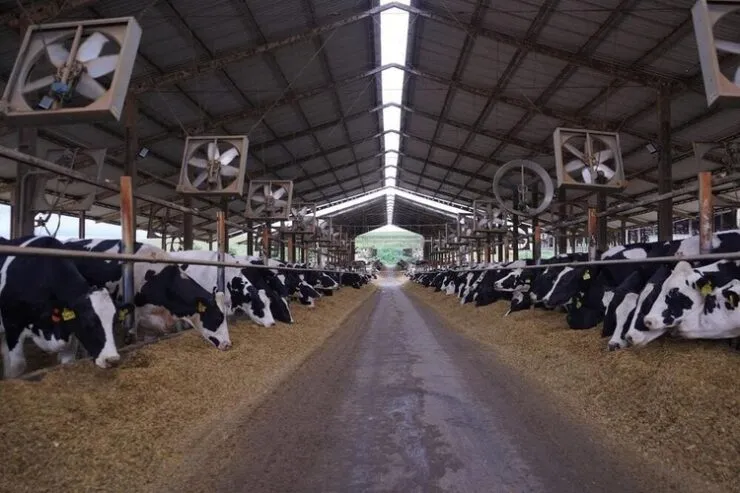 Estrutura de uma fazenda leiteira