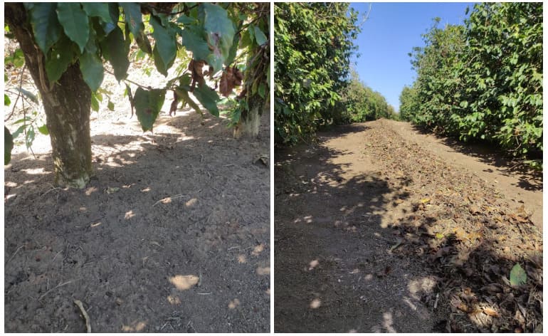 Arruação e varrição no cafeeiro