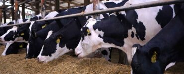 Vacas leiteiras se alimentando em uma fazenda