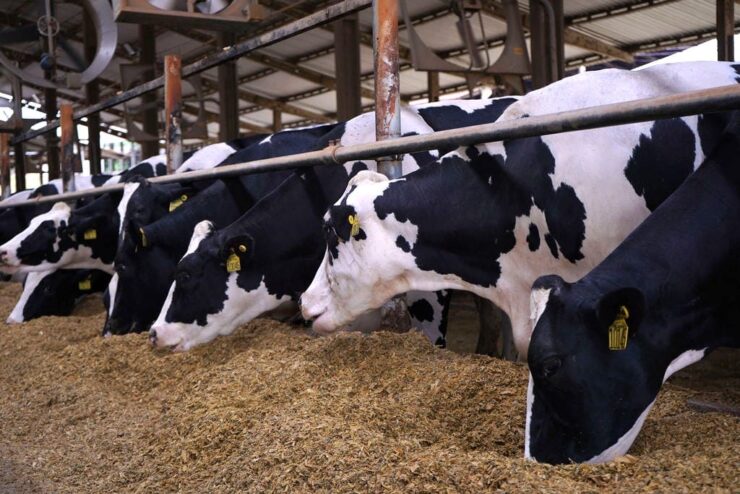 Vacas leiteiras se alimentando em uma fazenda