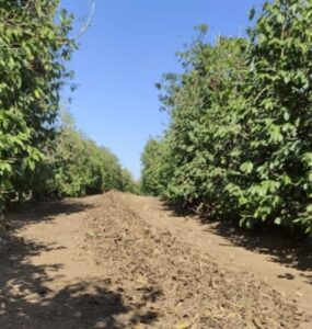 Arruação no cafeeiro