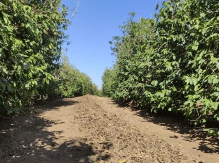 Arruação no cafeeiro