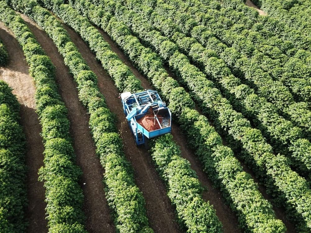 Custo de produção do café: como calcular e por que esse número muda tudo na sua gestão