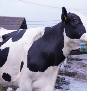 Vaca leiteira