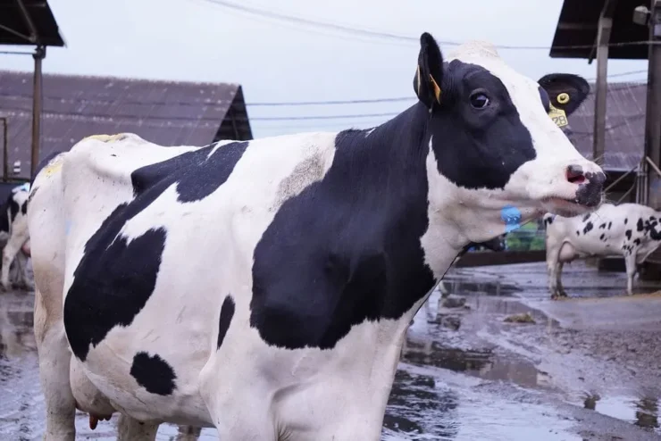 Vaca leiteira