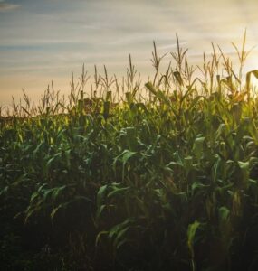 Lavoura de milho