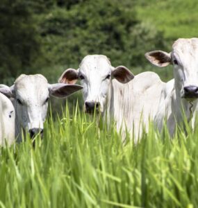 Gado de corte em uma pastagem bem manejada
