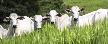Gado de corte em uma pastagem bem manejada