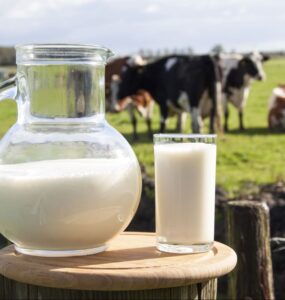 Imagem com jarra de leite em primeiro plano e com vacas leiteiras ao fundo