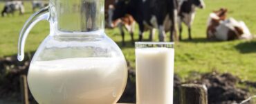 Imagem com jarra de leite em primeiro plano e com vacas leiteiras ao fundo