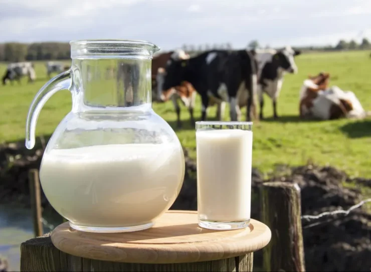 Imagem com jarra de leite em primeiro plano e com vacas leiteiras ao fundo