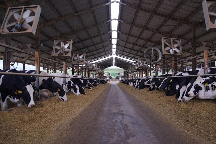 Estrutura de uma fazenda leiteira