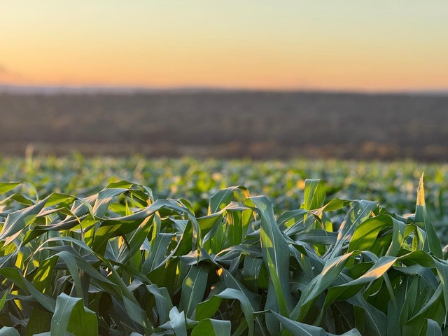 Plantação de milho