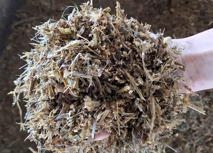 Silagem utilizada na alimentação de vacas leiteiras