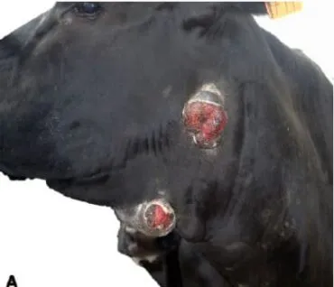 Vaca com lesões na mandíbula, causadas pela actinobacilose