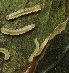 Bicho-mineiro no café